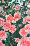 Among the Roses